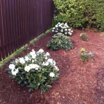 Rhododendronbed